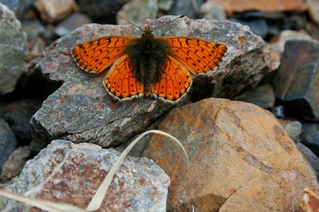 Butterfly Sitting On The Rock の写真素材