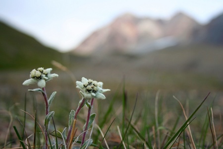 Edelweiss in Tien Shan Mountains, Kyrgyzstanの写真素材