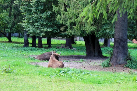 The European bison (Bison bonasus) can be found living wild in the areas of Podlasie, Poland.の写真素材