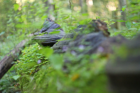 Bia?owieza Forest