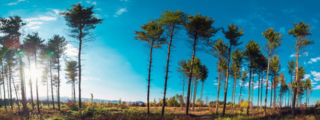 Interesting evergreen trees in the summer sky panorama