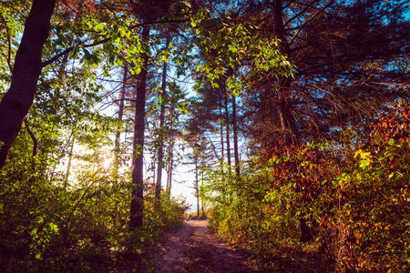 Sun rays in the colorful woods in autumnの写真素材