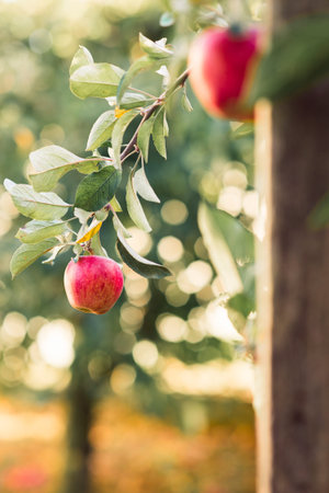 Red apples on branch ready for harvest