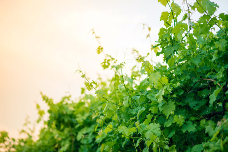 Vineyard against yellow sky background