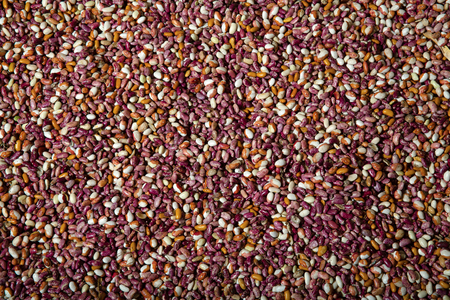 uncooked haricot beansの写真素材