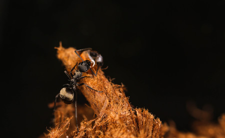 Antsの写真素材