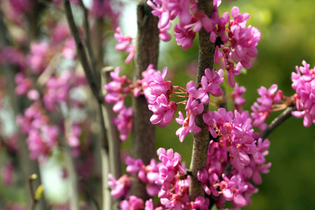 purple flowers