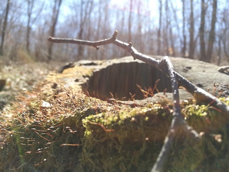 Closeup on tree stumpの写真素材