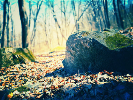Closeup on mossy rocks in the woodsの写真素材