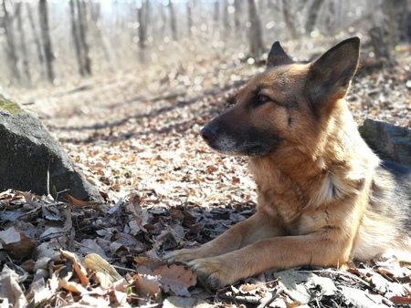 German Shepherd in the woodsの写真素材