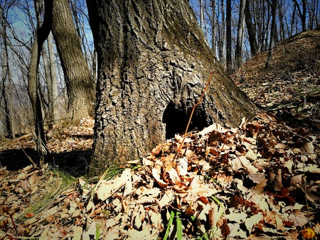 Tree holeの写真素材