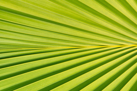 Close up of palm tree leaf 