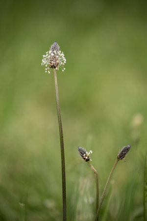 Beautiful isolated flower on a grass fieldの写真素材