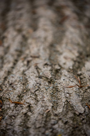 Close up of bark textureの写真素材
