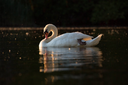 A swan in sunsetの写真素材