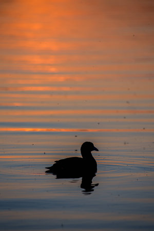 Silhouette Coot swimming into a sunsetの写真素材