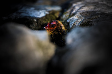 Coot chick