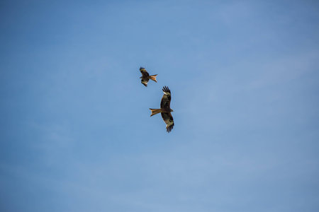 Two Buzzards circling against clear blue sky flying