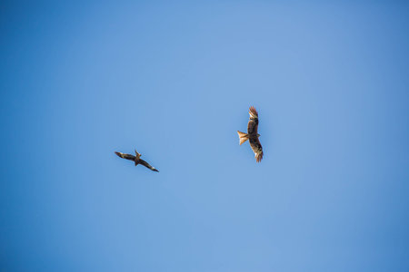 Two buzzard circling against clear blue sky flyingの写真素材