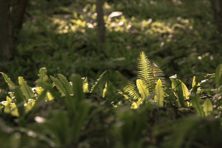 Mystical forest with light streaks flaring through the leafs