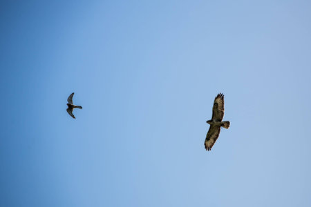 Buzzard flying against the skyline in switzerlandの写真素材