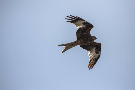 Buzzard flying against the skyline in switzerlandの写真素材