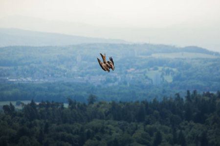 Buzzard flying against the skyline in switzerland