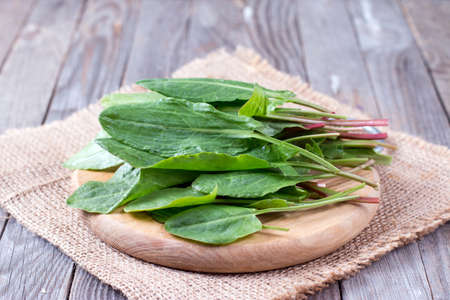 fresh organic sorrel leaves on a wooden backgroundの写真素材