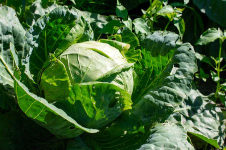 Close up on Fresh cabbage in harvest field. Cabbage are growing in garden. Organic vegetable background in freshness atmosphere farm on mountain. Agriculture concept.の写真素材