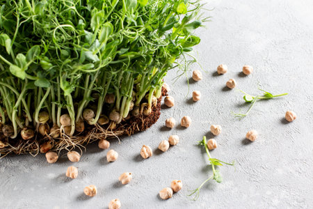Microgreen pea sprouts on light table. Vegan and healthy eating concept. Growing sprouts. Selective focus.の写真素材