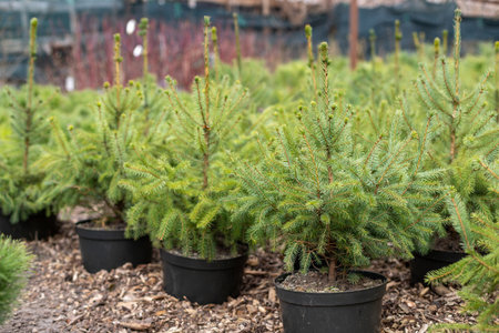 Rows of young conifers in greenhouse with a lot of plants on plantation, close-up.の写真素材