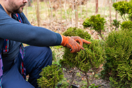 Male gardener pruning juniper with secateur, scissors. Making niwaki. Topiary. close-up.の写真素材