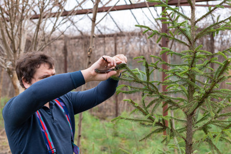 Gardener pruning conifer trees with secateur in the spring garden, greenhouse, garden center or tree...