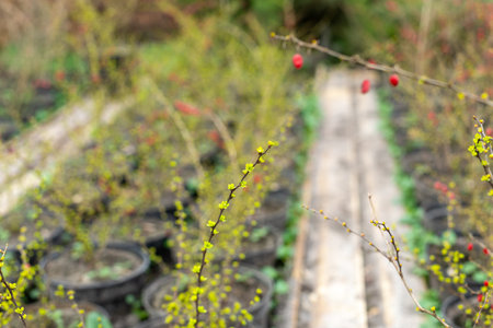 Bushes of Japanese barberry or Berberis thunbergii on a tree farm. selective focus. close-up.の写真素材