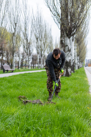 Man digs a hole in the ground for planting trees on city street or boulevard in spring.