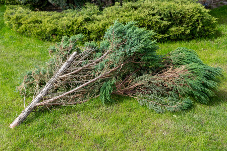 Pile cut coniferous tree branches on a grass in backyard garden.