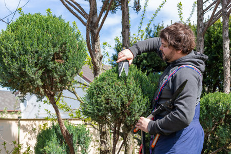 Male gardener pruning juniper with scissors, secateur. Making topiary. Niwaki.の写真素材