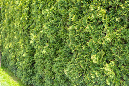 Green thuja hedgerow close up photo. Thuja background wallpaper texture. Closeup of green leaves of...
