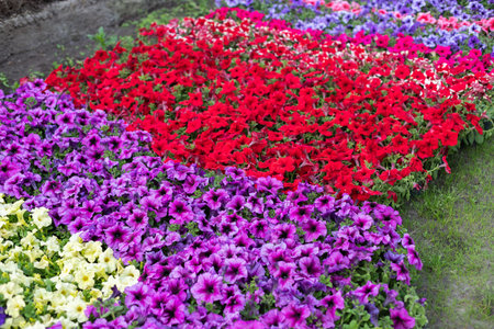 Various petunias in the greenhouse. Flower bed with petunias. close-up. Cultivars annual Petunia flowers seedlings in the modern greenhouse in spring.の写真素材