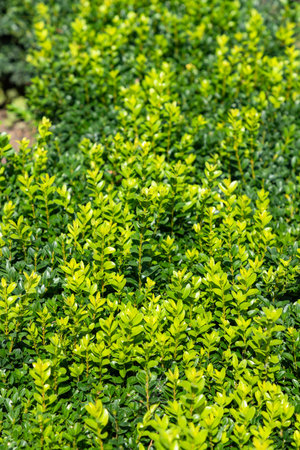 Background, texture of green leaves of evergreen boxwood. Natural pattern of green fence of boxwood. Lush leaves background. Close-up of green foliage of boxwood Buxus microphylla.の写真素材