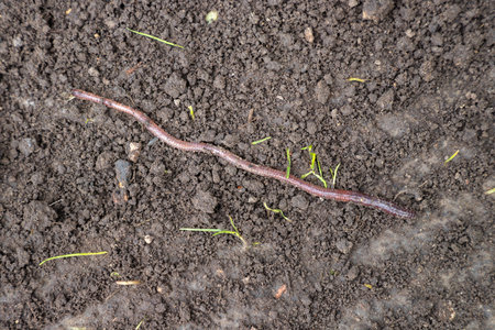 Earthworm moving on the fertile soil of the greenhouse. Garden compost and worms recycle plant waste...
