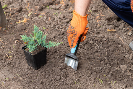 Seasonal works in the garden. Gardener in protective gloves planting juniper plants in the yard with garden shovel. landscape design. Ornamental shrub juniper.の写真素材