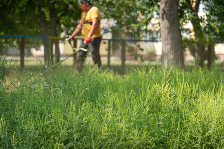 Bushes of ambrosia artemisiifolia that causing allergy summer and autumn on a background of worker mowing ragweed with electric or petrol lawn trimmer along the city street. Man mows grass with a gasoline scythe.の写真素材