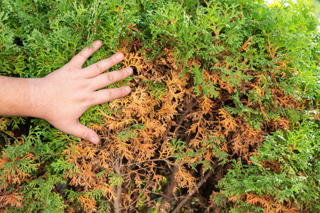 Hands of a gardener, who is removing dry yellow branches of thuja trees. close-up.の写真素材