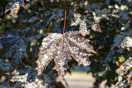 Powdery mildew, fungal disease on maple trees leave. Powdery mildew on maple leaves. White spots of powdery mildew on maple tree. Pathogenic fungi, phytopathology. Close-up.の写真素材