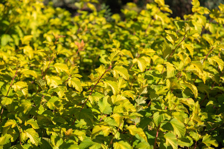Rows of seedlings ninebark with golden leaves in greenhouse in garden center. Natural background of...