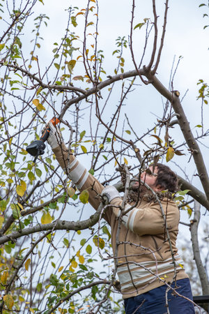 Male gardener prune fruit tree using battery powered pruning shears, secateurs. Pruning electric tools. Farmers prunes and cuts branches of a tree in the garden with electric pruning shears or secateurs in autumn. Autumn cut tree. Close up.の写真素材