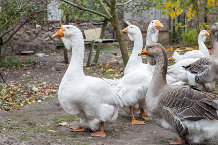 Geese in a country yard. Concept of raising healthy geese for the backyard farm. Small local businesses. Free range poultry farming.の写真素材