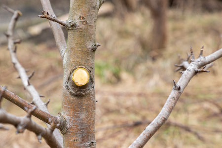 New cut on the fruit tree branch or trunk in the garden with using pruning secateurs, shears. Season spring cut tree. Close up.の写真素材