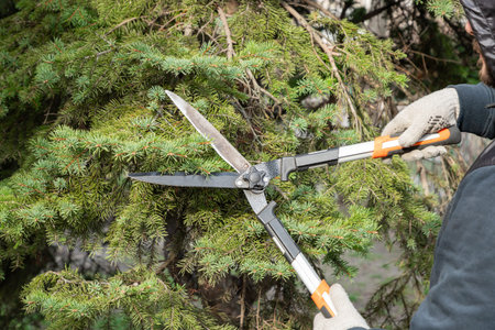 Gardener pruning, spruce, fir tree with hedge shears. Pruning, trimming spruce, fir tree, pine with...
